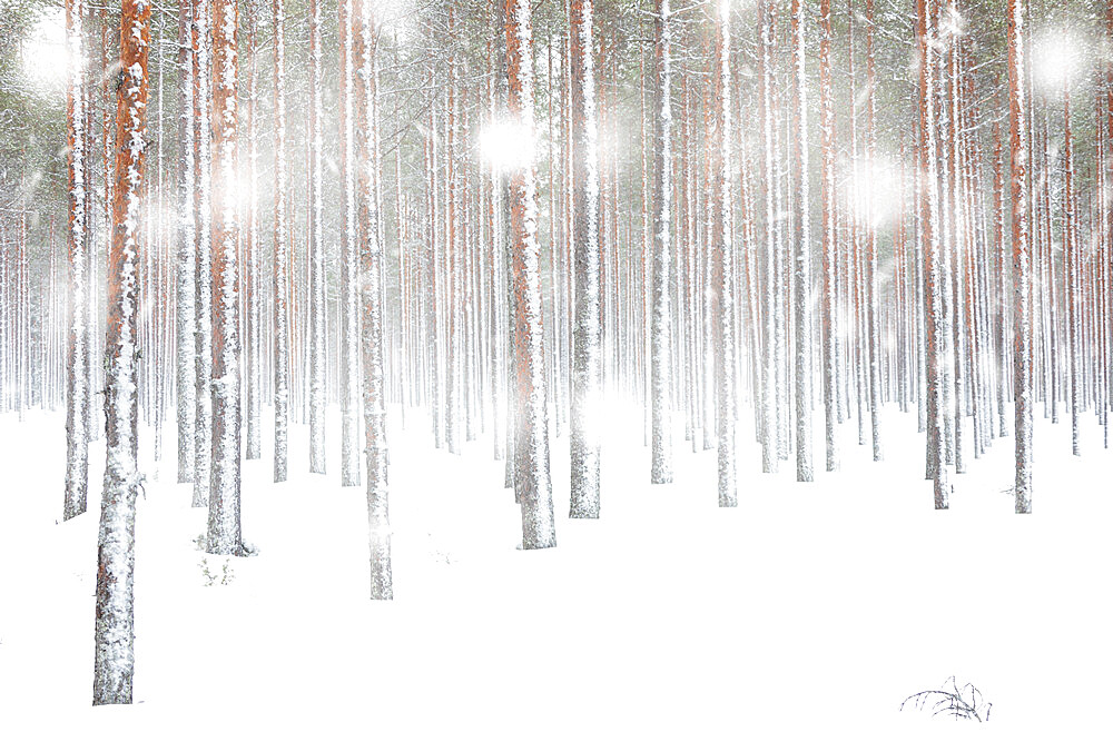 White snowflakes falling on frozen tree trunks in the Arctic forest, Lapland, Finland, Europe