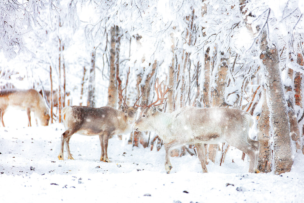 Snow blizzard over reindeers in the frozen forest, Lapland, Finland, Europe