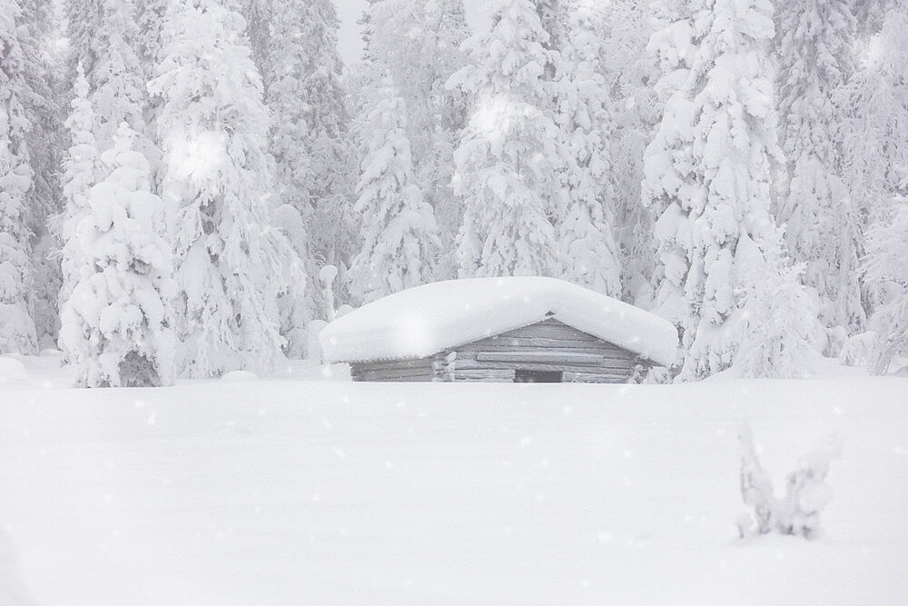 Snowflakes falling over wooden hut and trees in the Arctic forest covered with snow, Lapland, Finland, Europe