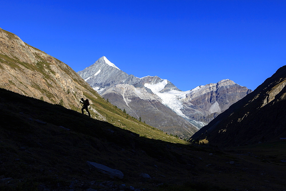 Hiker climbs the ridge and in the background the Weisshorn, Tasch Valley, Zermatt, Canton of Valais, Pennine Alps, Swiss Alps, Switzerland, Europe