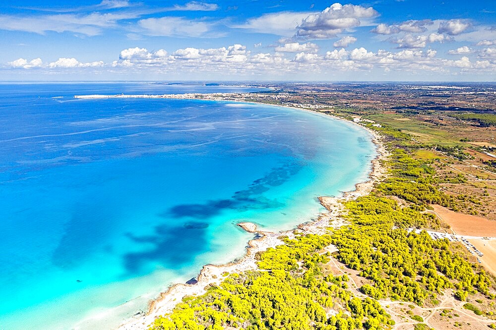 Punta della Suina sand beach framed by Mediterranean pine trees, aerial view, Gallipoli, Lecce province, Salento, Apulia, Italy, Europe