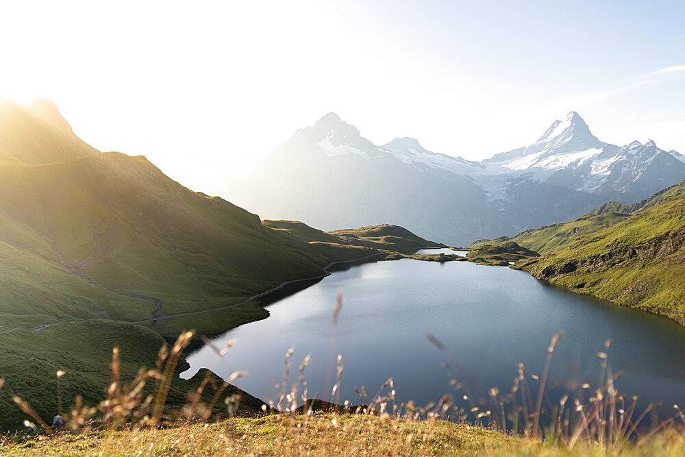 Green meadows surrounding Bachalpsee lake lit by sunrise, Grindelwald, Bernese Oberland, Bern Canton, Switzerland, Europe