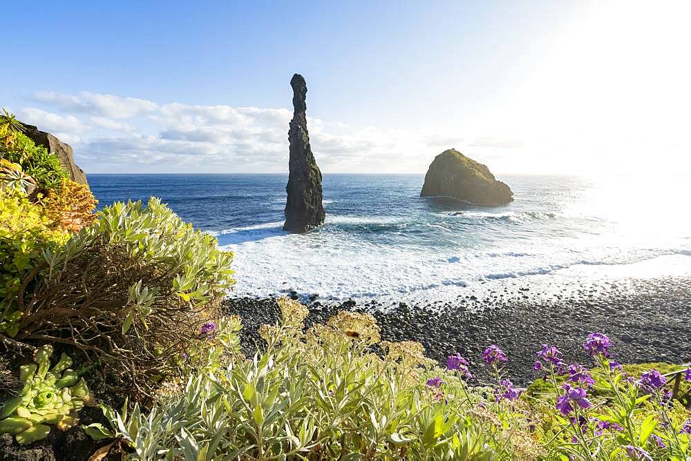 Flowering plants framing the sea stack rocks of Ilheus da Rib and Ribeira da Janela, Porto Moniz, Madeira island, Portugal, Atlantic, Europe