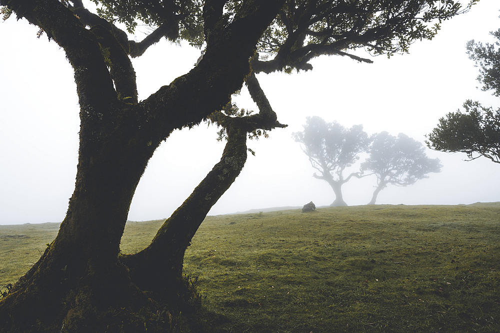 Ancient laurel forest in the fog, Fanal, Madeira island, Portugal, Atlantic, Europe