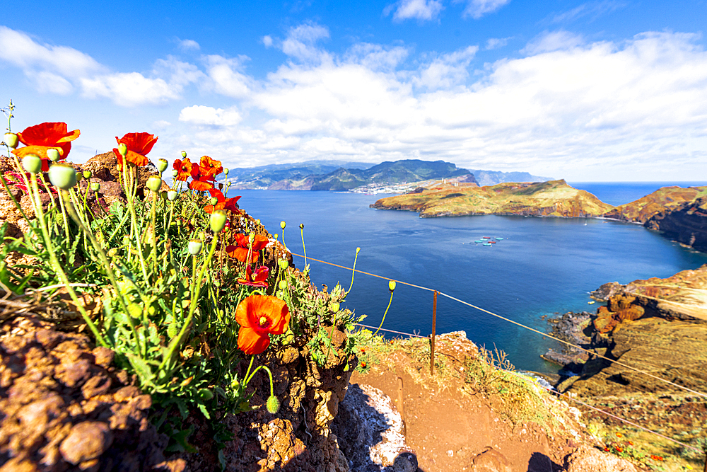 Red poppies along the hiking path to the scenic cliffs of Ponta de Sao Lourenco, Canical, Madeira island, Portugal, Atlantic, Europe