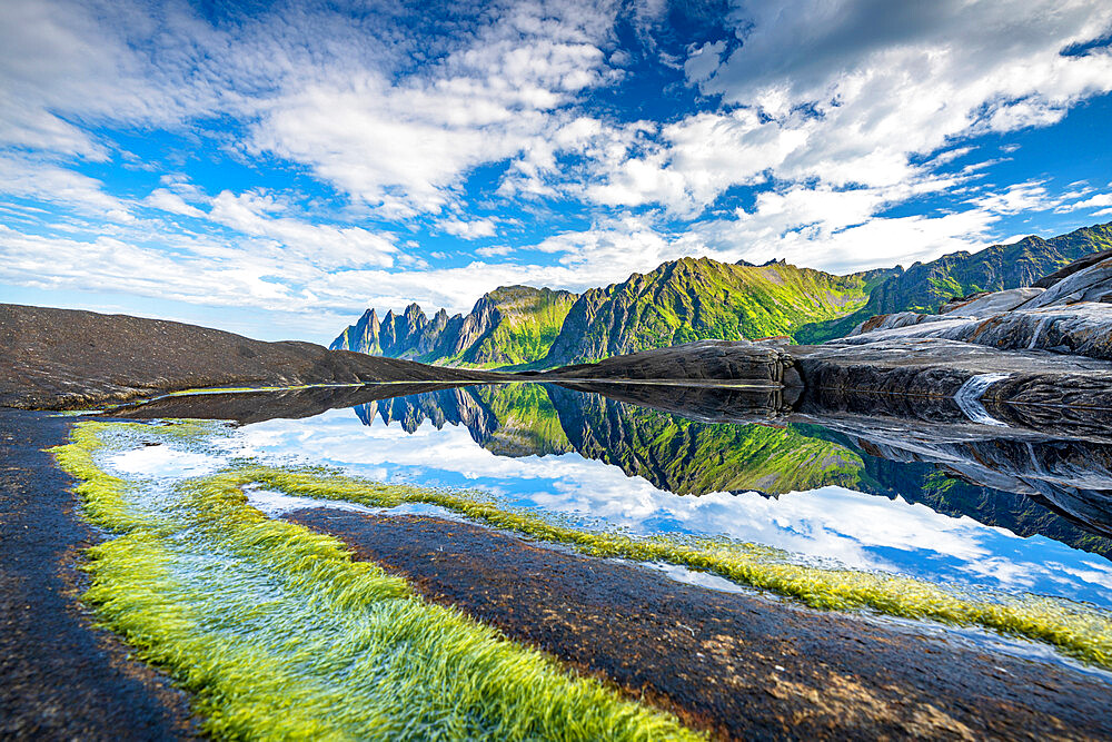 Seaweed on cliffs with mountains reflected in water in the background, Tungeneset, Senja, Troms county, Norway, Scandinavia, Europe