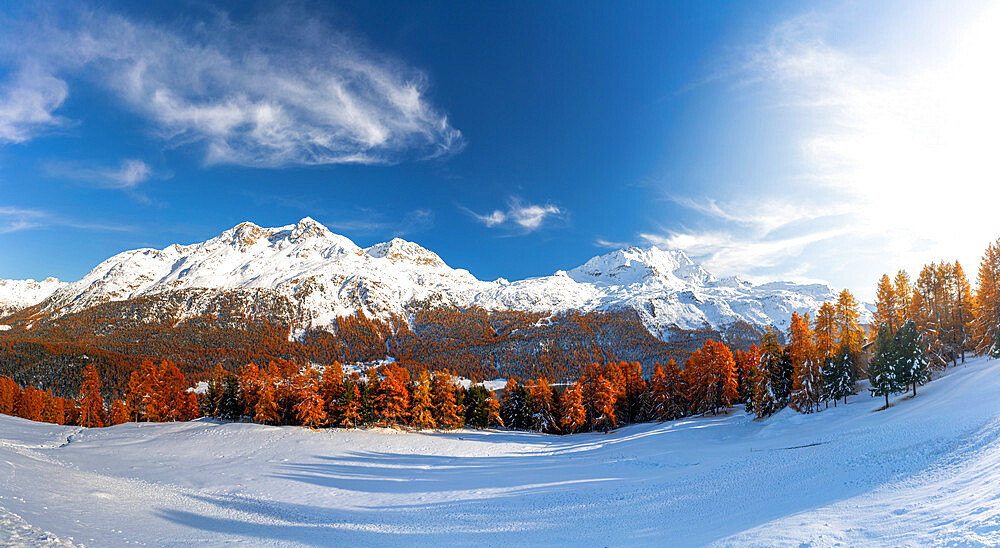 Larch tree forest in autumn surrounding the snowy peaks Piz Corvatsch, Piz Surlej and Piz San Gian, Silvaplana, Switzerland, Europe