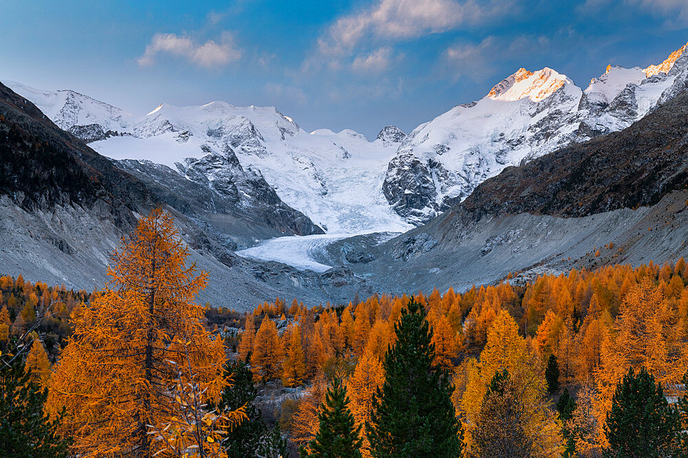 Forest of larch trees surrounding the snowcapped Piz Bernina and Palu in autumn, Morteratsch, Graubunden Canton, Switzerland, Europe