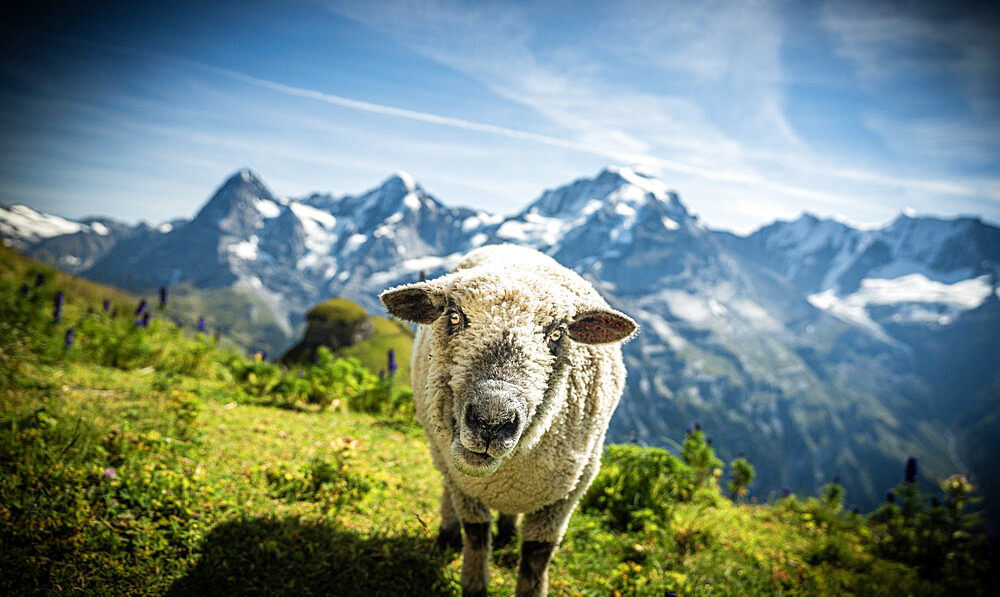 Portrait of a sheep in the green alpine meadows, Murren Birg, Jungfrau Region, Bern Canton, Swiss Alps, Switzerland, Europe