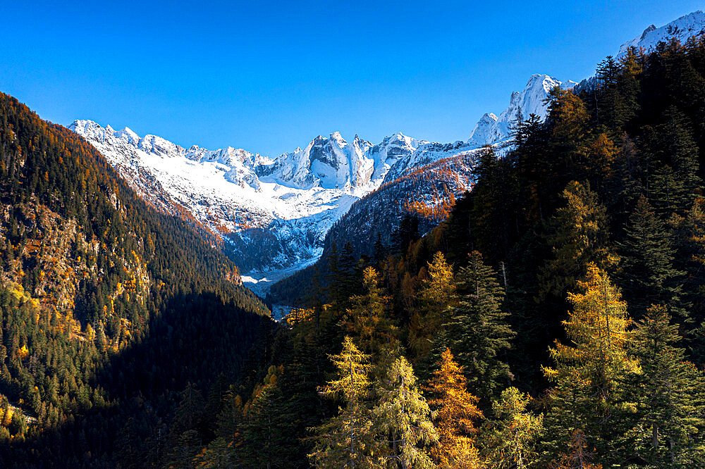 Clear sky over the snowcapped Sciore mountains and Cengalo peak framed by woods in autumn, Val Bregaglia, Graubunden, Switzerland, Europe