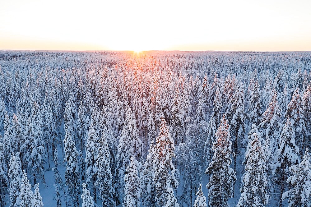 Arctic sunrise over the snowcapped forest in winter, Lapland, Finland, Europe