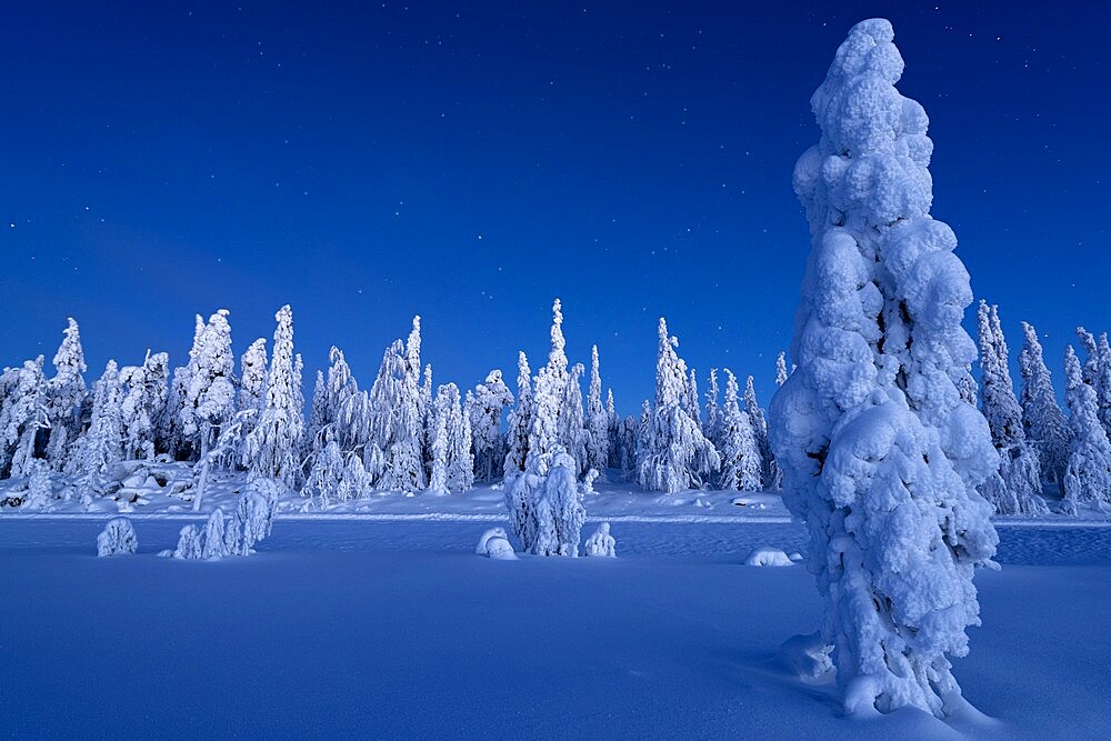 Frozen trees in the snowcapped forest under the stars at twilight, Lapland, Finland, Europe