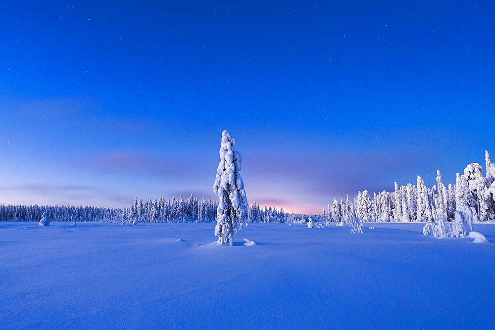 Frozen spruce tree in the snow under the starry sky at dusk, Lapland, Finland, Europe