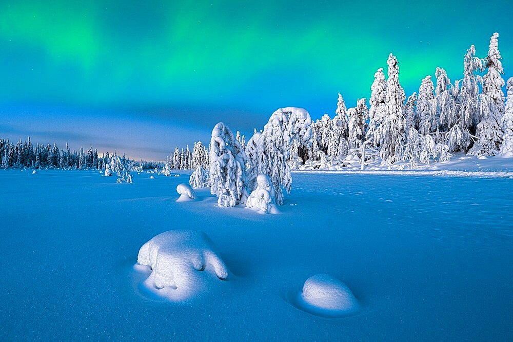 Northern Lights (Aurora Borealis) over frozen spruce trees covered with snow at dusk, Lapland, Finland, Europe