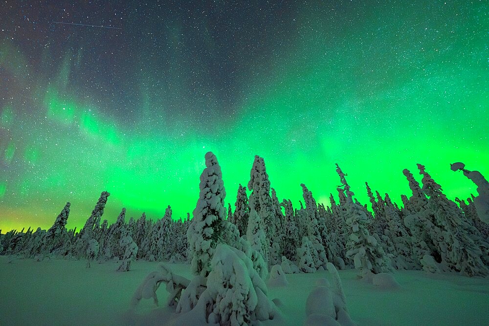 Green lights of Northern Lights (Aurora Borealis) over frozen trees covered with snow, Iso Syote, Lapland, Finland, Europe