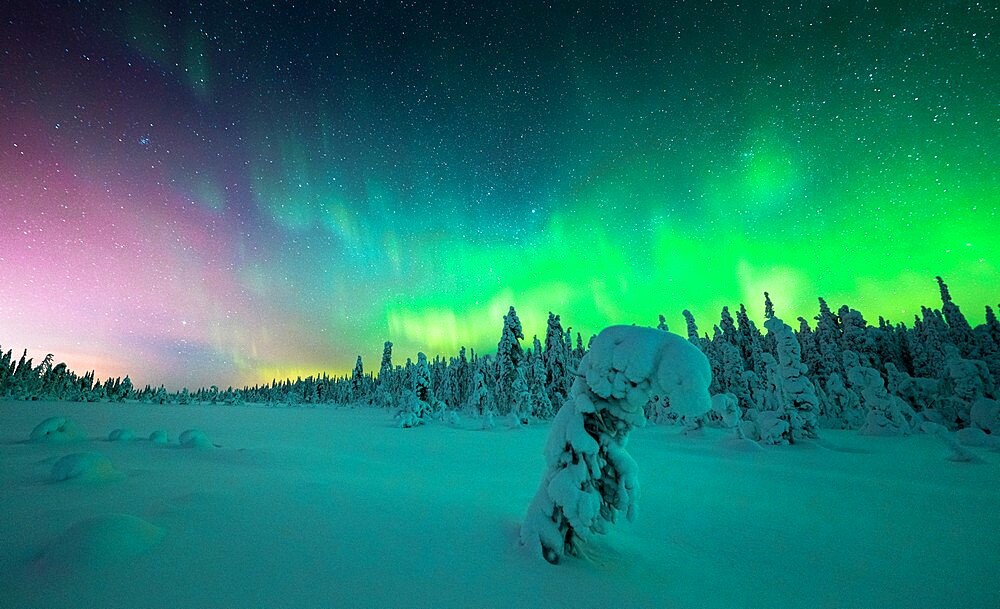 Frozen spruce tree covered with snow lit by Northern Lights (Aurora Borealis) in winter, Iso Syote, Lapland, Finland, Europe