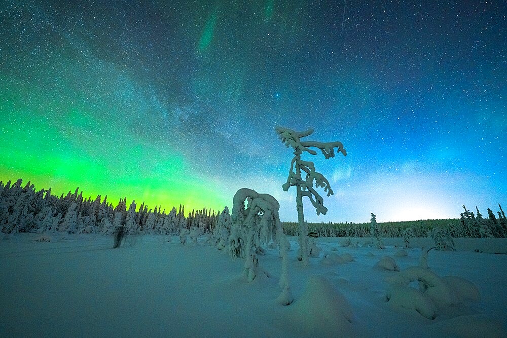 Isolated frozen trees in the snow under the Northern Lights (Aurora Borealis) in winter, Iso Syote, Lapland, Finland, Europe