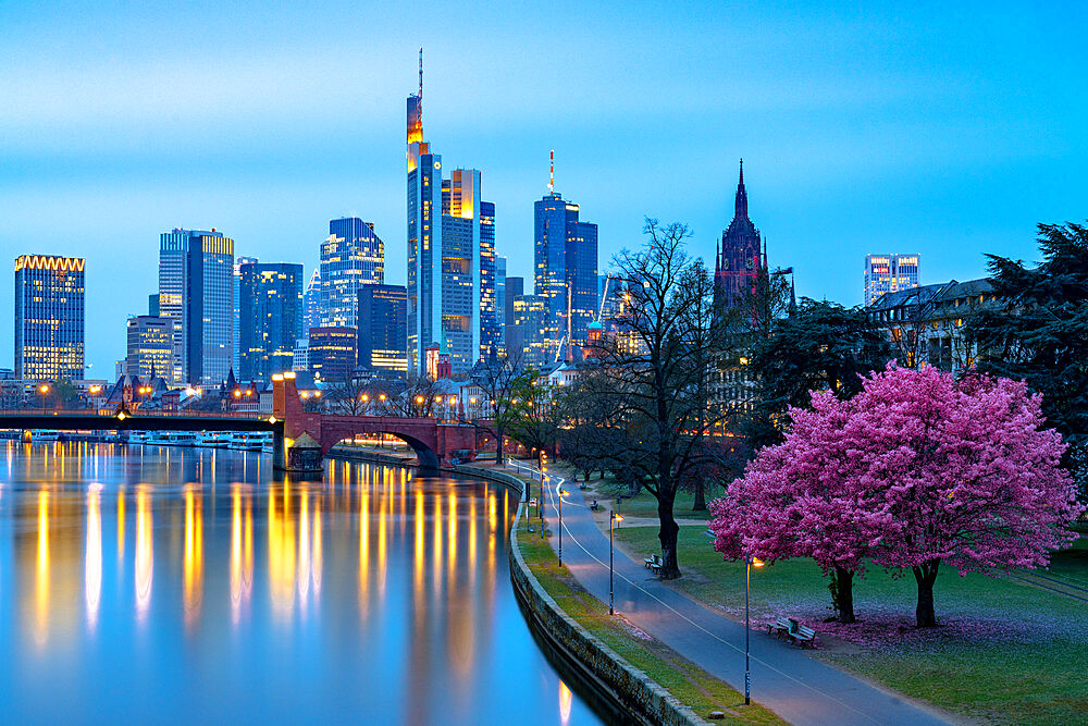 Cherry tree in bloom on banks of River Main with skyline of business district in the background at dusk, Frankfurt am Main, Hesse, Germany Europe