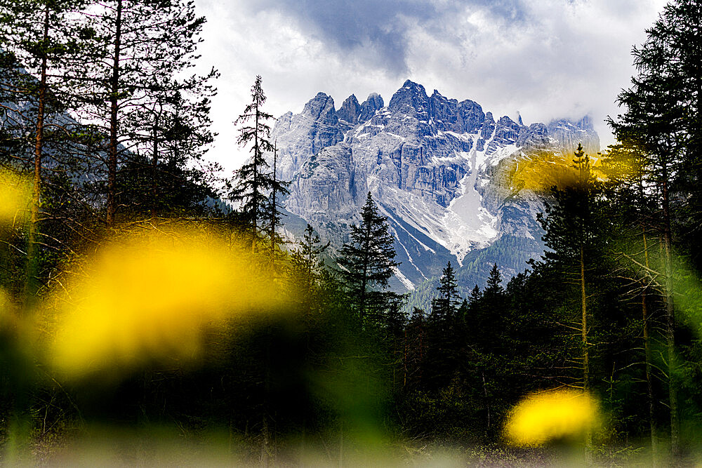 Monte Cristallo and Piz Popena framed by yellow flowers in bloom, Landro, Ampezzo, Dolomites, Veneto, Italy, Europe