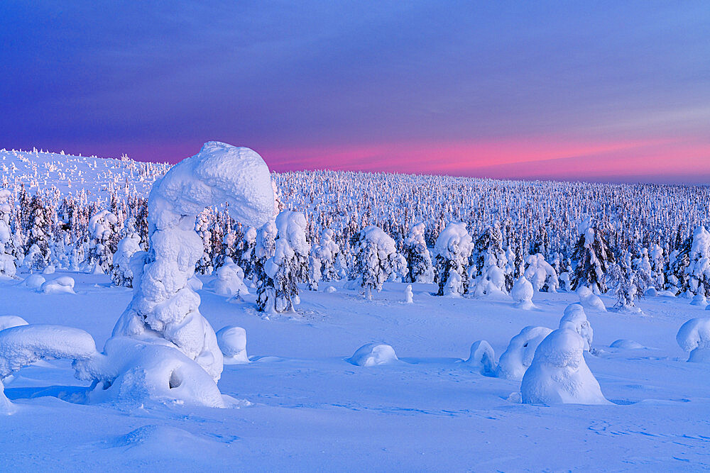 Winter sunrise over frozen spruce tree forest covered with snow, Riisitunturi National Park, Lapland, Finland, Europe