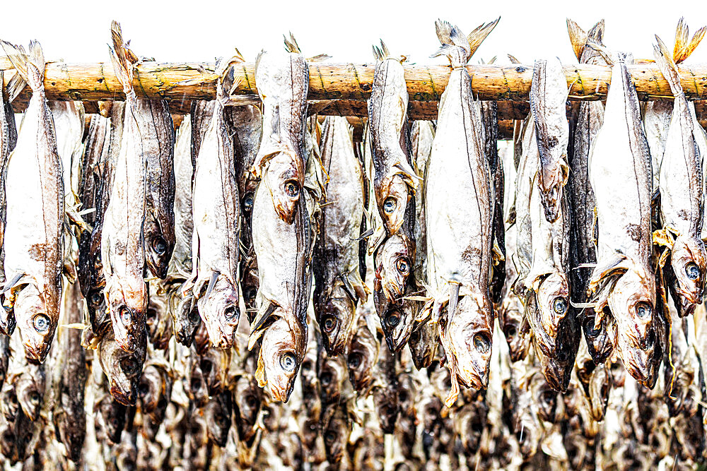 Pollock fish hanging to dry, Lofoten Islands, Norway, Scandinavia, Europe