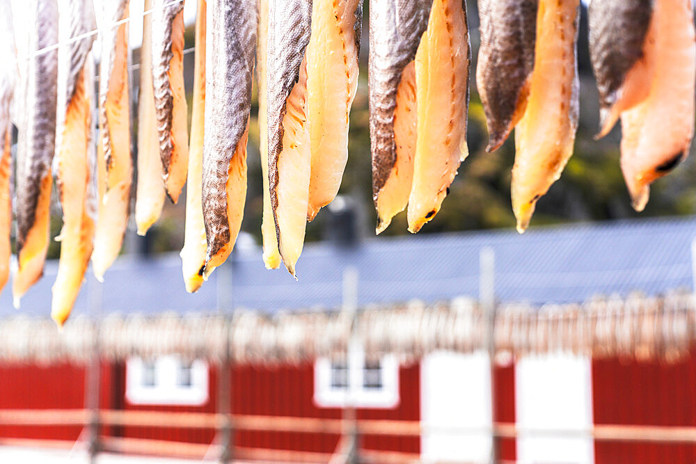 Stockfish hanging to dry, Nusfjord, Lofoten Islands, Norway, Scandinavia, Europe