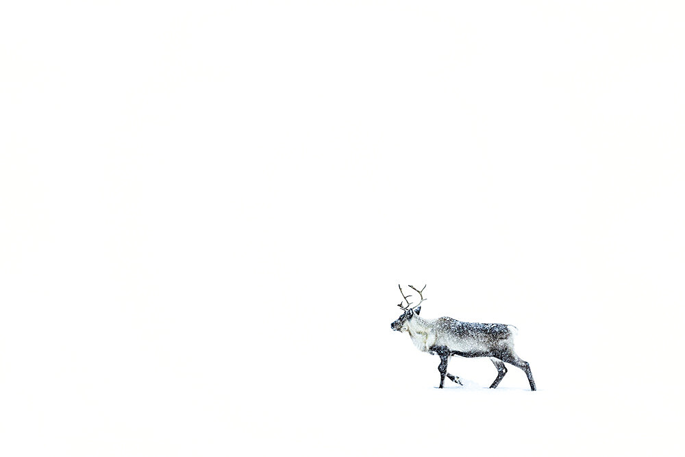 One reindeer walking in in the snow during a blizzard, Stora Sjofallet, Norrbotten County, Lapland, Sweden, Scandinavia, Europe