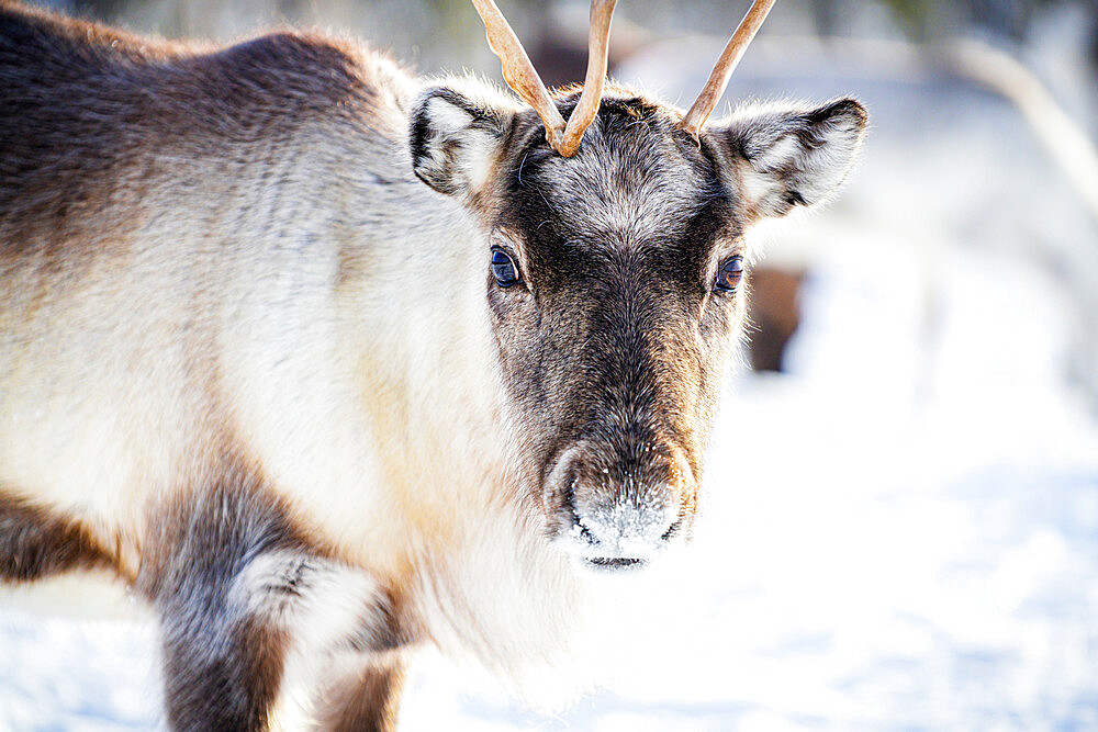 Close up of reindeer looking at camera, Lapland, Sweden, Scandinavia, Europe