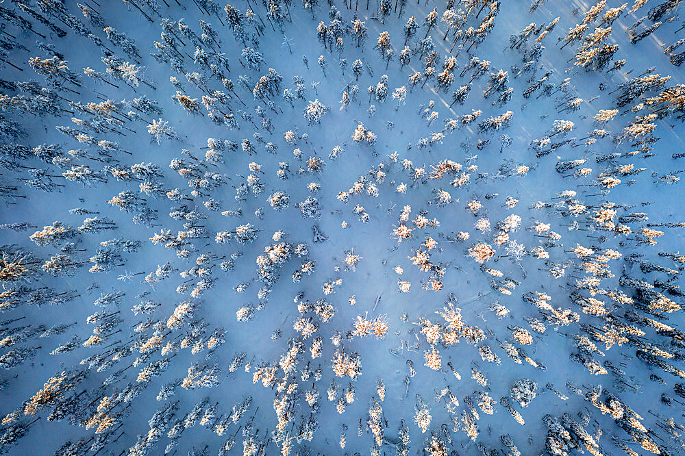 Frozen trees in the snowy forest at dawn, overhead view, Kangos, Norrbotten County, Lapland, Sweden, Scandinavia, Europe