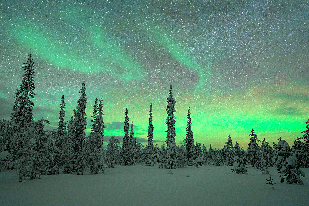 Frozen spruce trees covered with snow under the Northern Lights (Aurora Borealis), Kangos, Norrbotten County, Lapland, Sweden, Scandinavia, Europe