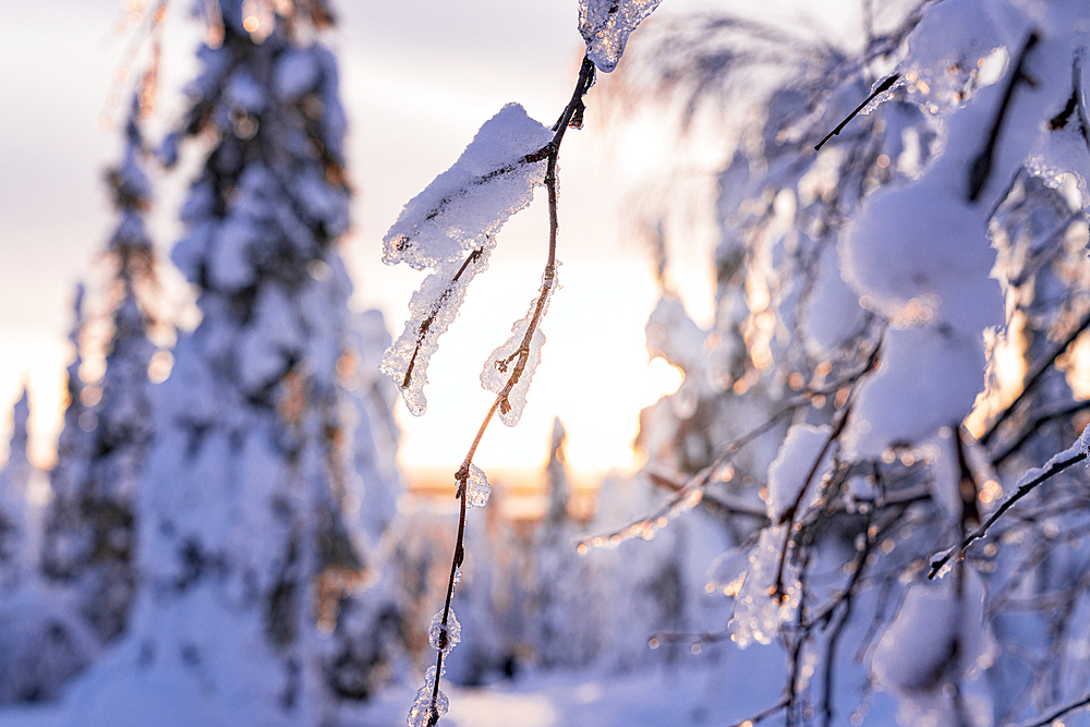 Close-up details of tree branches covered with snow at sunrise, Lapland, Finland, Europe