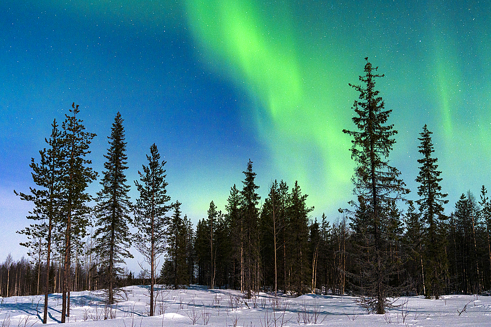 Snowy forest under the scenic sky with Aurora Borealis (Northern Lights) in the cold winter night, Levi, Kittila, Lapland, Finland, Europe