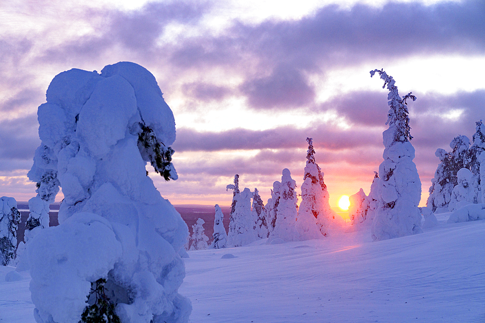 Dramatic sky with clouds at sunset over frozen spruce trees covered with snow, Riisitunturi National Park, Posio, Lapland, Finland, Europe