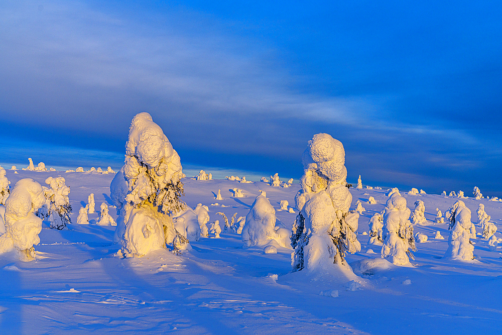 Ice sculptures in the snowy Arctic landscape, Riisitunturi National Park, Posio, Lapland, Finland, Europe