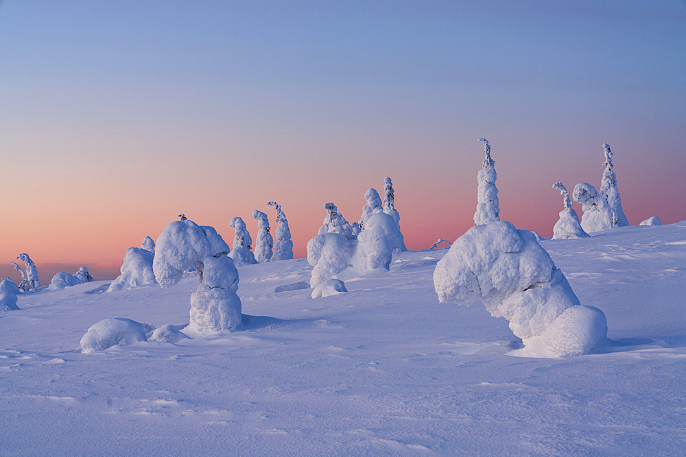 Pink sunset over ice sculptures in the winter scenery of Finnish Lapland, Riisitunturi National Park, Posio, Lapland, Finland, Europe