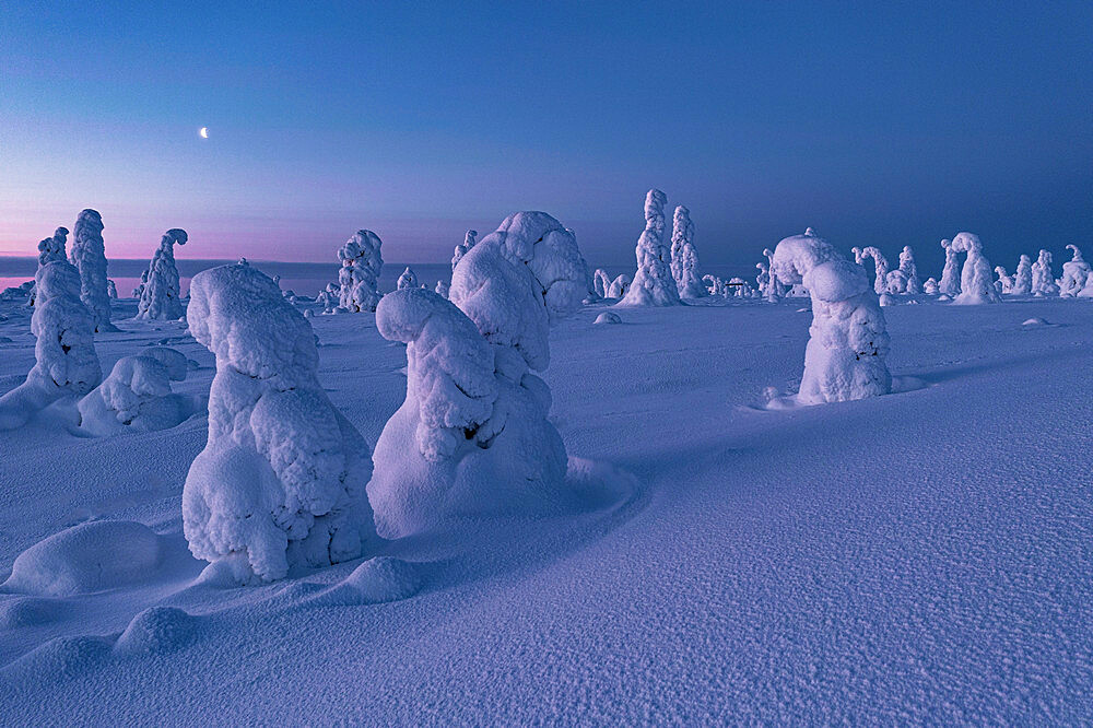 Cold arctic sunrise over frozen spruce trees covered with snow, Riisitunturi National Park, Posio, Lapland, Finland