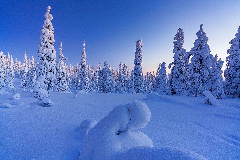 Frozen spruce trees covered with snow during the blue hour, Riisitunturi National Park, Posio, Lapland, Finland