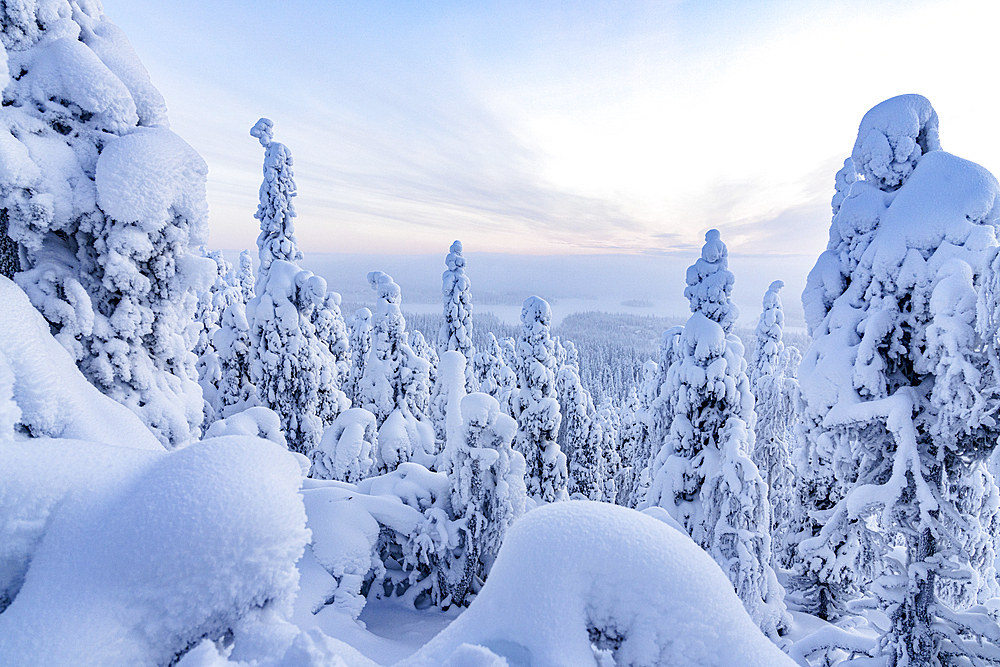 Frozen snowy forest in winter, Oulanka National Park, Ruka Kuusamo, Lapland, Finland