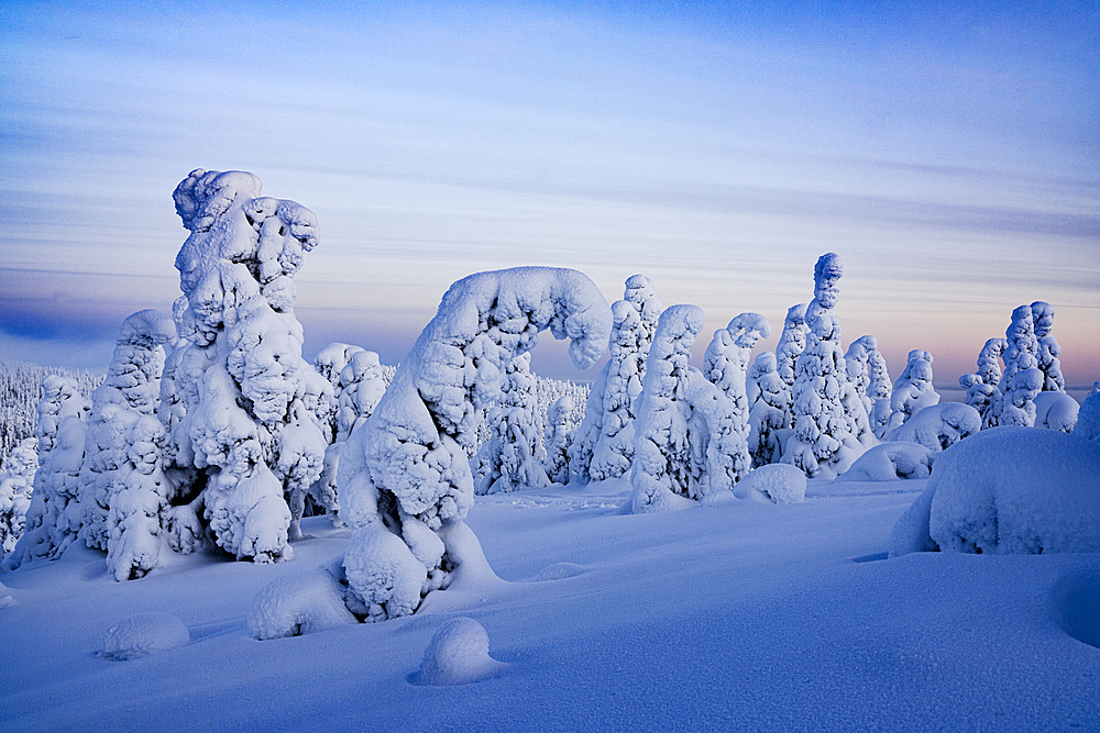 Bizarre shapes of frozen trees in the Arctic forest covered with snow at sunset, Oulanka National Park, Ruka Kuusamo, Lapland, Finland