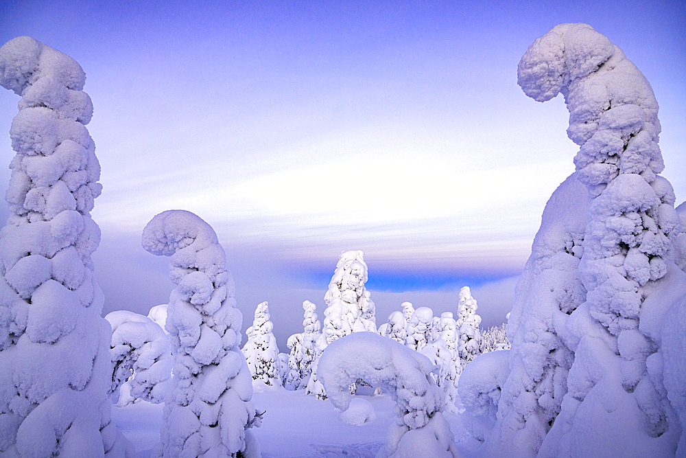 Frozen trees wrapped in snow, Oulanka National Park, Ruka Kuusamo, Lapland, Finland