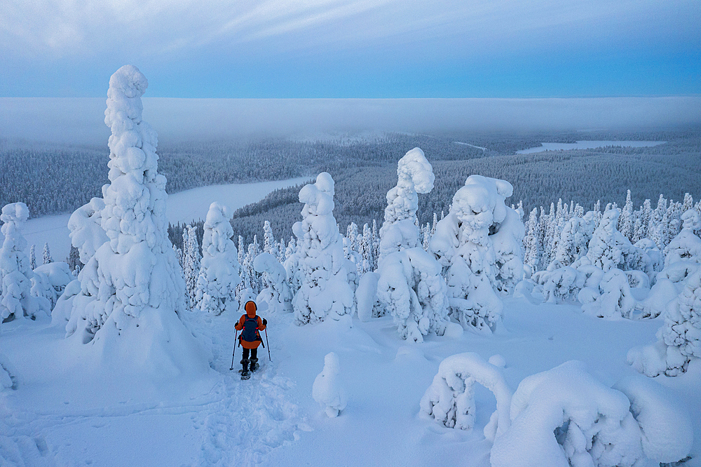 Aerial view of woman snowshoeing on trail in the snowcapped forest at twilight, Oulanka National Park, Ruka Kuusamo, Lapland, Finland