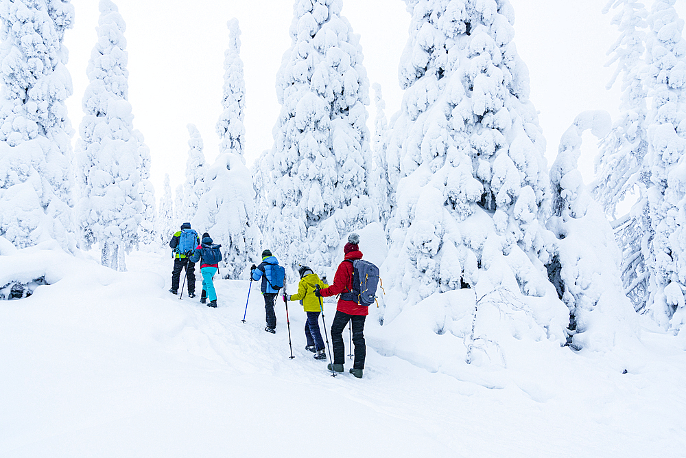 Family enjoying walking in a frozen snowy forest on a winter trail, Riisitunturi National Park, Posio, Lapland, Finland