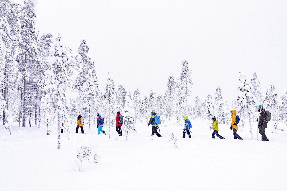 Tourists enjoying walking in the snowy forest, Iso Syote, Northern Ostrobothnia, Lapland, Finland