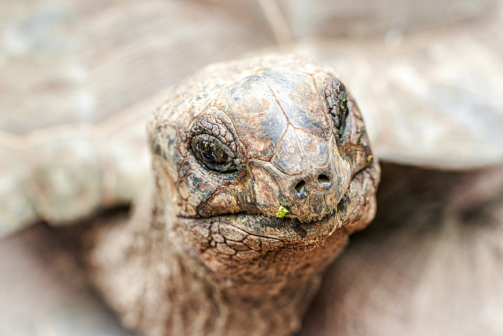 Head of a giant tortoise, Prison Island, Zanzibar, Tanzania, East Africa, Africa