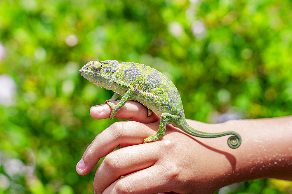 Colorful chameleon resting on a little boy's hand, Zanzibar, Tanzania, East Africa, Africa