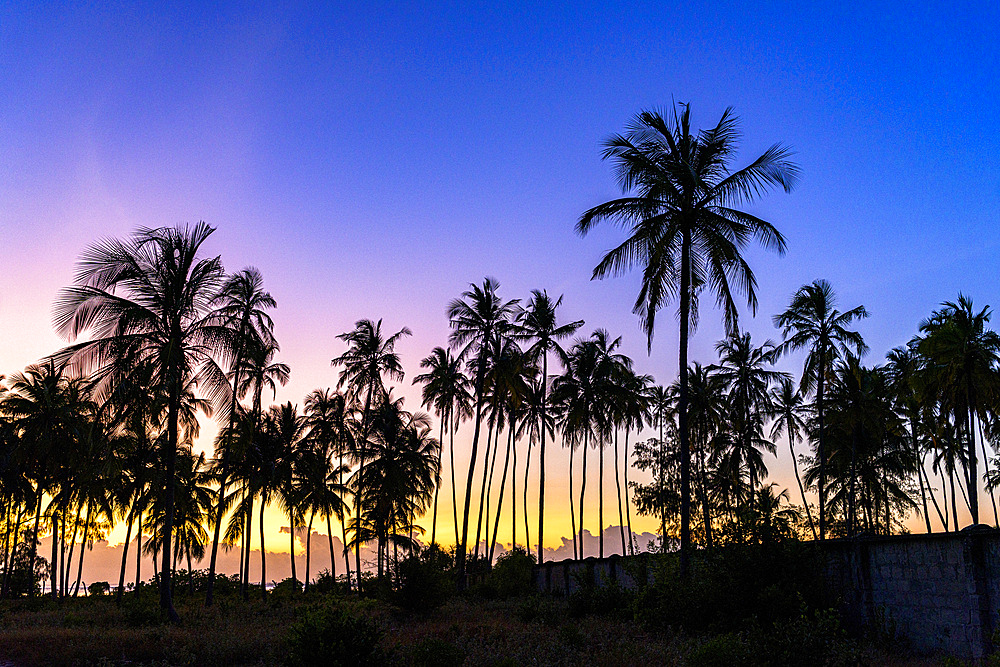 Silhouettes of palm trees under the romantic sky at dawn, Zanzibar, Tanzania, East Africa, Africa