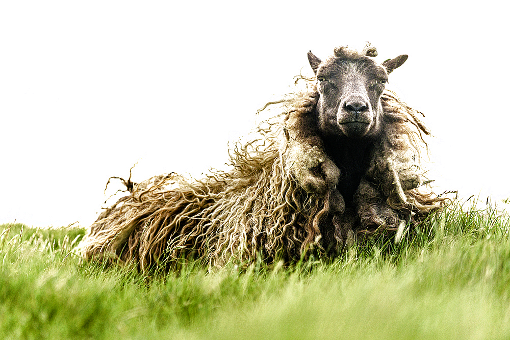 Portrait of a sheep on green meadows, Faroe Islands, Denmark, Europe