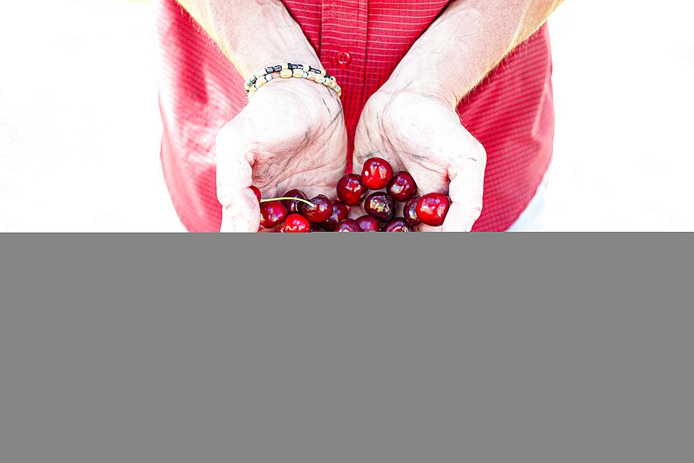 Hands of farmer showing fresh picked organic cherries, Italy, Europe