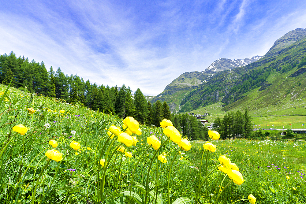 Yellow buttercup flowers in bloom, Madesimo, Valle Spluga, Valtellina, Lombardy, Italy, Europe