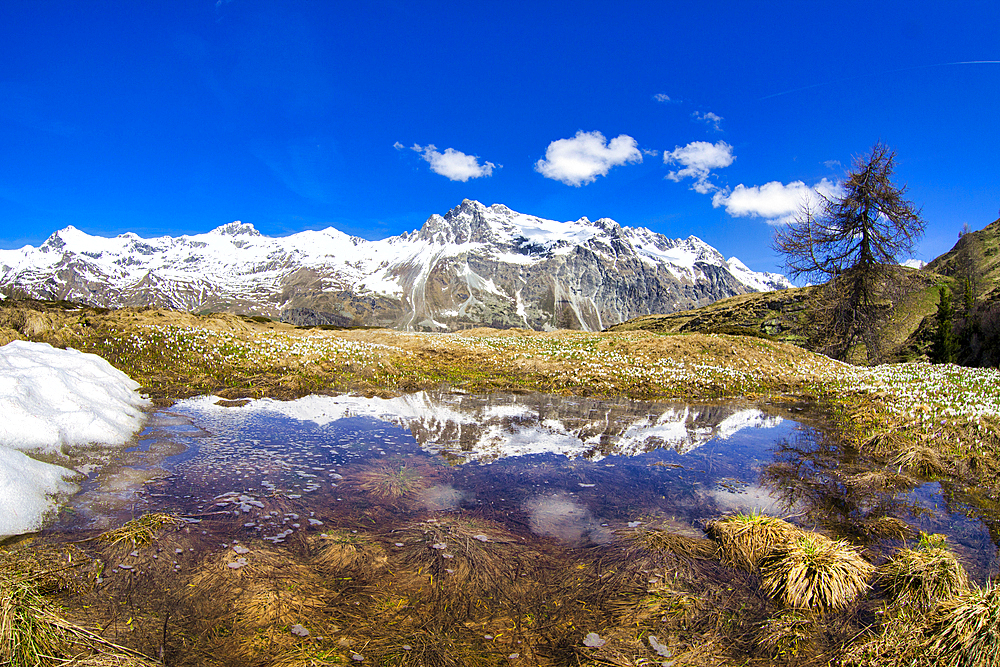 Snowcapped mountains reflected in a pristine lake in springtime, Fedoz valley, Bregaglia, Engadine, Canton of Graubunden, Switzerland, Europe